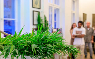 Alles Wissenswerte über eine uralte Kulturpflanze: das Hanf Museum