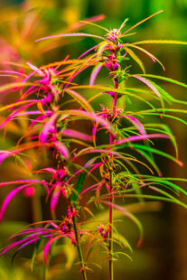 eine pflanze im hanf museum berlin